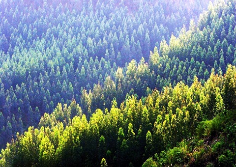 效能提升2倍！广西创新技术赋能让34.2万亩林地确权提快降本