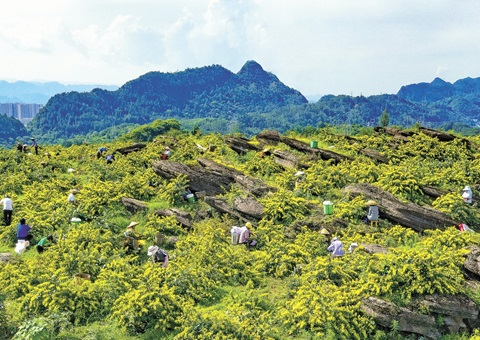 沉庆秀山：一朵山银花，开放19亿元综合产值