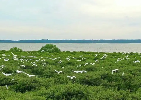 点赞！广东创新“蓝碳”开发买卖蹊径，多个案例开创先河！